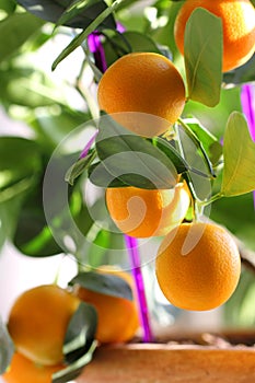 Citrus kumquat in houseplants close up