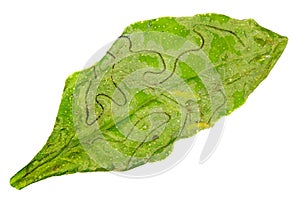 Citrus leaf damaged by Moth Citrus Leafminer
