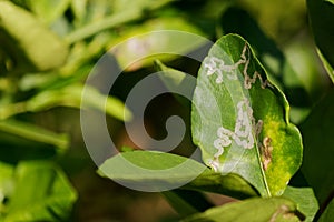 Citrus leaf miner