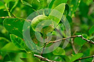 Citrus leaf miner damage and Citrus Canker on lime leaves or lemon leaf