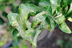 Citrus leaf miner damage on lime leaves
