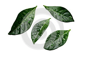 Citrus leaves with drops isolated on a white background