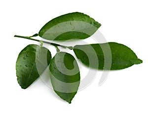 Citrus leaves isolated on a transaprent background