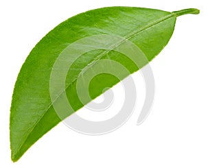 Citrus leaves isolated on white background