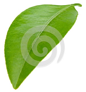 Citrus leaves isolated on white background