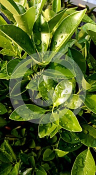 citrus leaves in the morning