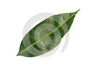 Citrus leaves on white background.