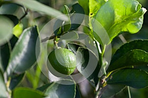 Citrus lime fruit