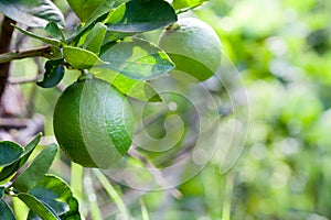 Citrus lime fruit