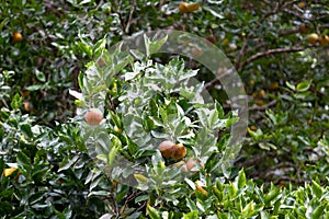 Close-up on a group of sweet limes photo