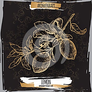 Citrus limon aka lemon branch sketch on elegant black lace background.