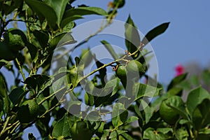 Citrus x limon tree with fruits grows in August. Rhodes Island, Greece
