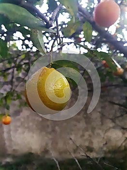 Citrus Limonia or Rangpur Lemon ripe on the tree.
