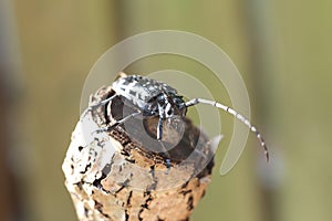 Citrus long-horned beetle (Anoplophora chinensis) in Japan