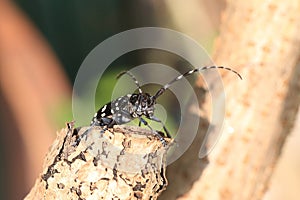 Citrus long-horned beetle (Anoplophora chinensis) in Japan