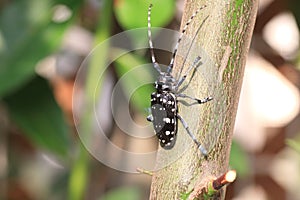 Citrus long-horned beetle (Anoplophora chinensis) in Japan