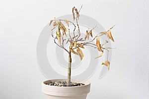 Citrus madurensis, an indoor miniature orange calamondin tree, dying dry foliage.