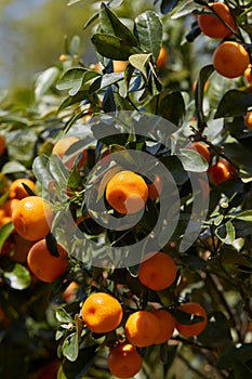 Citrus madurensis or citrus mitis plant with fruits, sunlight