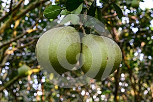 Citrus maxima fruits on the tree