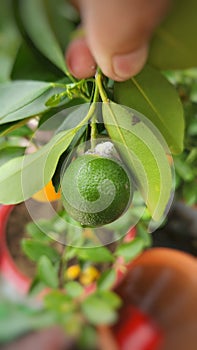 Citrus mealybug attack on Calamansi fruit in Viet Nam.