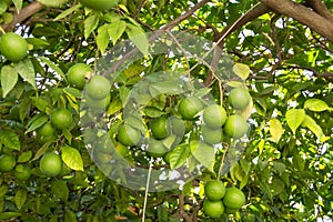 Citrus mealybug, Planococcus citri Hemiptera Pseudococcidae is the dangerous pest of different plants, including economically photo