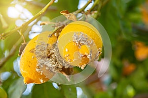 Citrus mealybug, Planococcus Hemiptera Pseudococcidae dangerous pest plants, including economically important tropical fruit trees photo