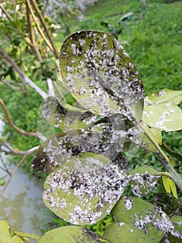 Citrus mealybug and their enemy fungi  in Viet Nam