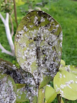 Citrus mealybug and their enemy fungi  in Viet Nam