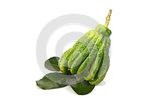 Citrus medica or Buddha`s fingers,fresh fruit on a white background.