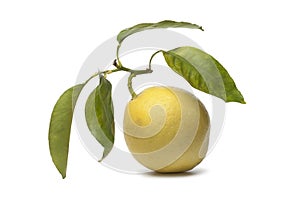 Citrus Medica fruit photo