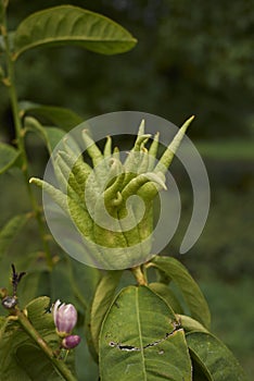 Citrus medica fruit close up