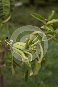 Citrus medica fruit close up