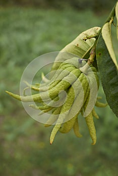 Citrus medica fruit close up