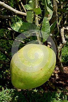 Citrus medica L. var. sarcodactylis (Hoola van Nooten) Swingle - RUTACEAE