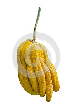 Citrus medica var. sarcodactylus, Fingered citron of Buddha`s Hand, fruit is fragrant for perfume isolated on white background
