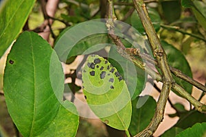 Citrus melanose disease on leaves