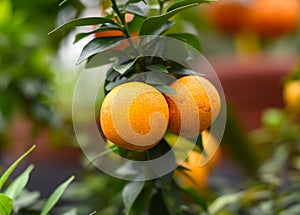 Citrus Myrtifolia Chinotto or myrtle-leaved orange tree close up photo