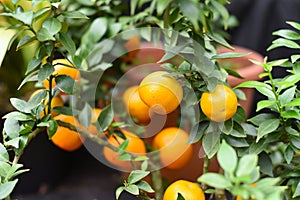 Citrus Myrtifolia Chinotto or myrtle-leaved orange tree close up photo