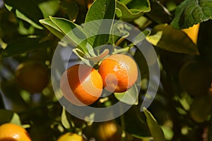 Citrus myrtifolia, the myrtle-leaved orange mini tree. Close-up