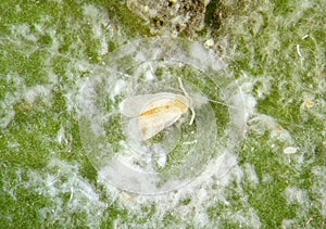 Citrus nesting whitefly, Paraleyrodes minei