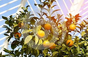 Citrus orange fruit grows on a tree with green leaves in a city garden. Oranges and tangerines on a tree in Spain. Orange tree