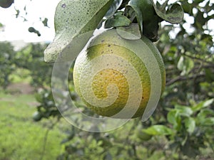 Citrus orange fruit heavely infected with citrus greening HLB