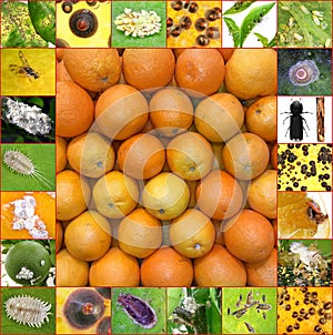 Citrus Pests in the Mediterranean