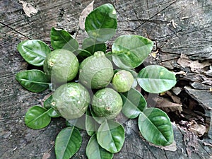 Citrus plant