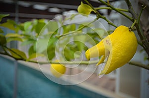 Citrus plant called Buddha's Hand in Italy