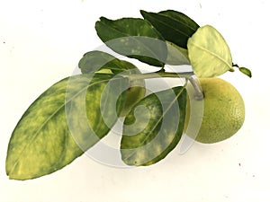 Citrus plant infected with huanglongbing HLB disease