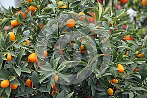 Citrus plants growing oranges and lemons in Sicily