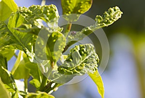 Citrus psylla disease on lemon tree leaf