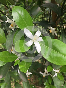 Citrus reticulata Blanco