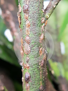 Citrus Scale insect and their enemy fungi  in Viet Nam